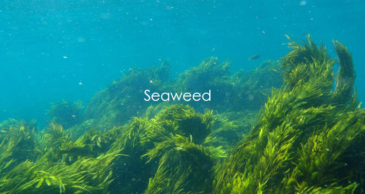 Japanese uses seaweed to make nuru gel